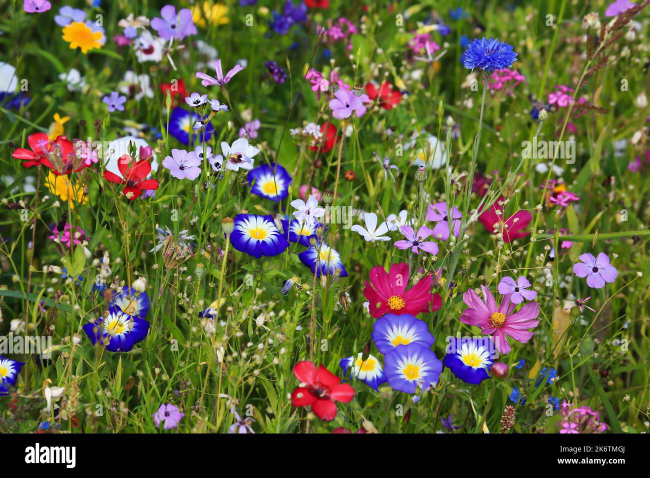 Bunte Blumenwiese in der Grundfarbe Grün mit verschiedenen Wildblumen Stockfoto