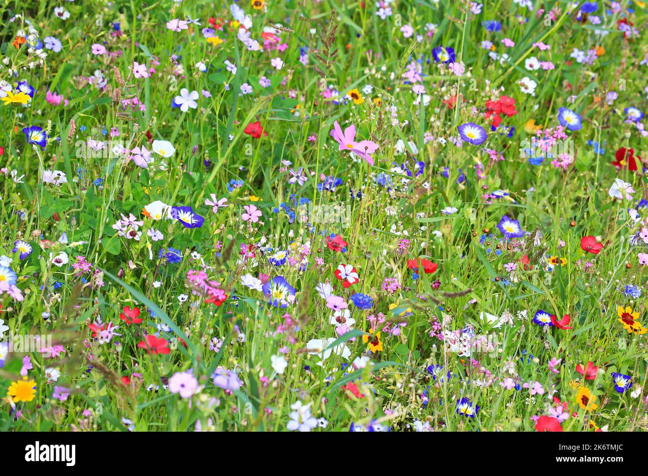 Bunte Blumenwiese in der Grundfarbe Grün mit verschiedenen Wildblumen Stockfoto