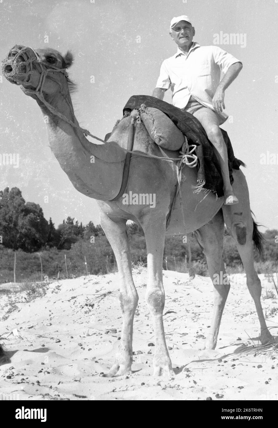 Tourismus war in den Kinderschuhen, wie hier im Jahr 1961, Tourist auf einem Kamel, tun, Tunesien Stockfoto