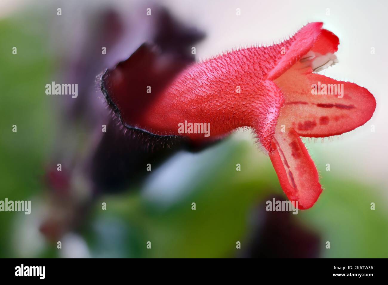 Rote Lippenstift-Pflanze aus nächster Nähe Stockfoto