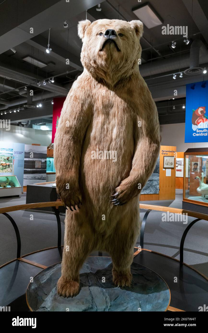 Riesiger ausgestopfter Grizzlybär; Universität von Alaska; Museum des Nordens; Fairbanks; Alaska; USA Stockfoto