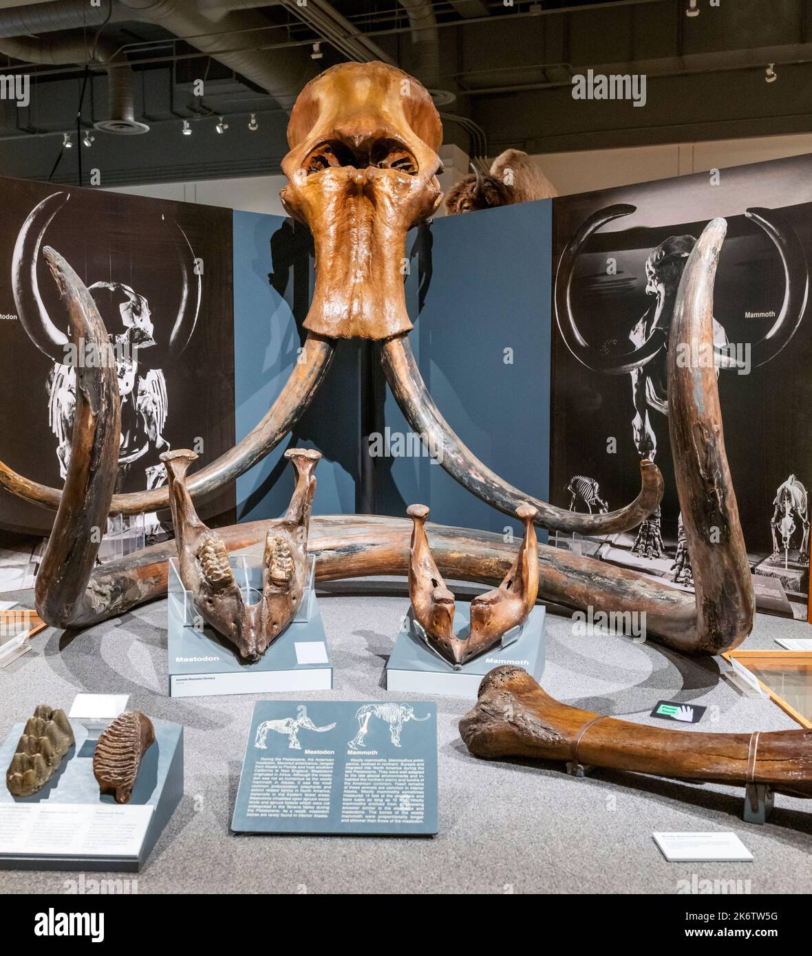 Mastadon & Mammoth Bones; University of Alaska; Museum of the North; Fairbanks; Alaska; USA Stockfoto