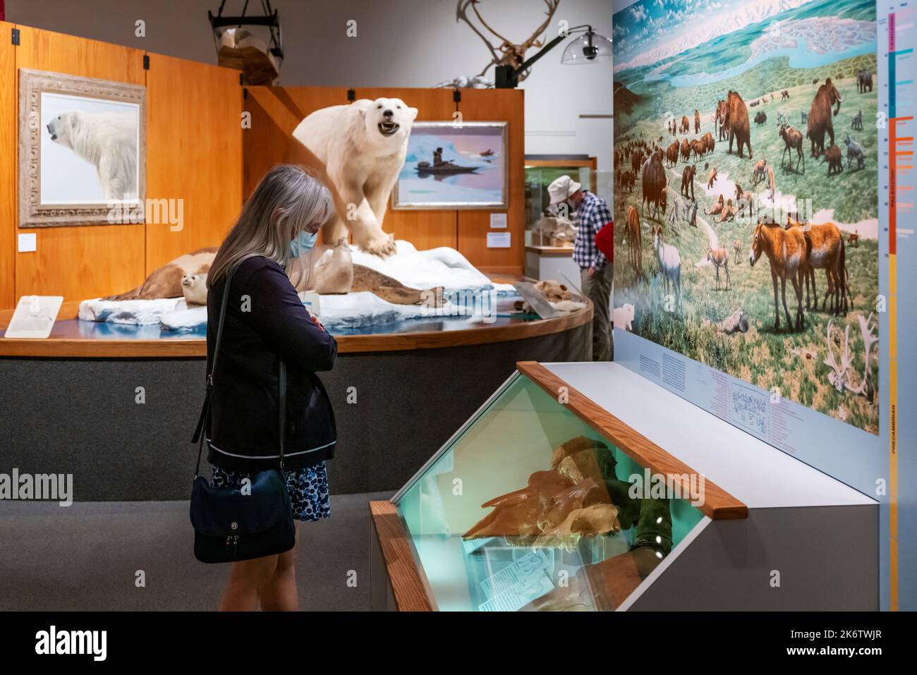 Großer ausgestopfter Eisbär; Universität von Alaska; Museum des Nordens; Fairbanks; Alaska; USA Stockfoto