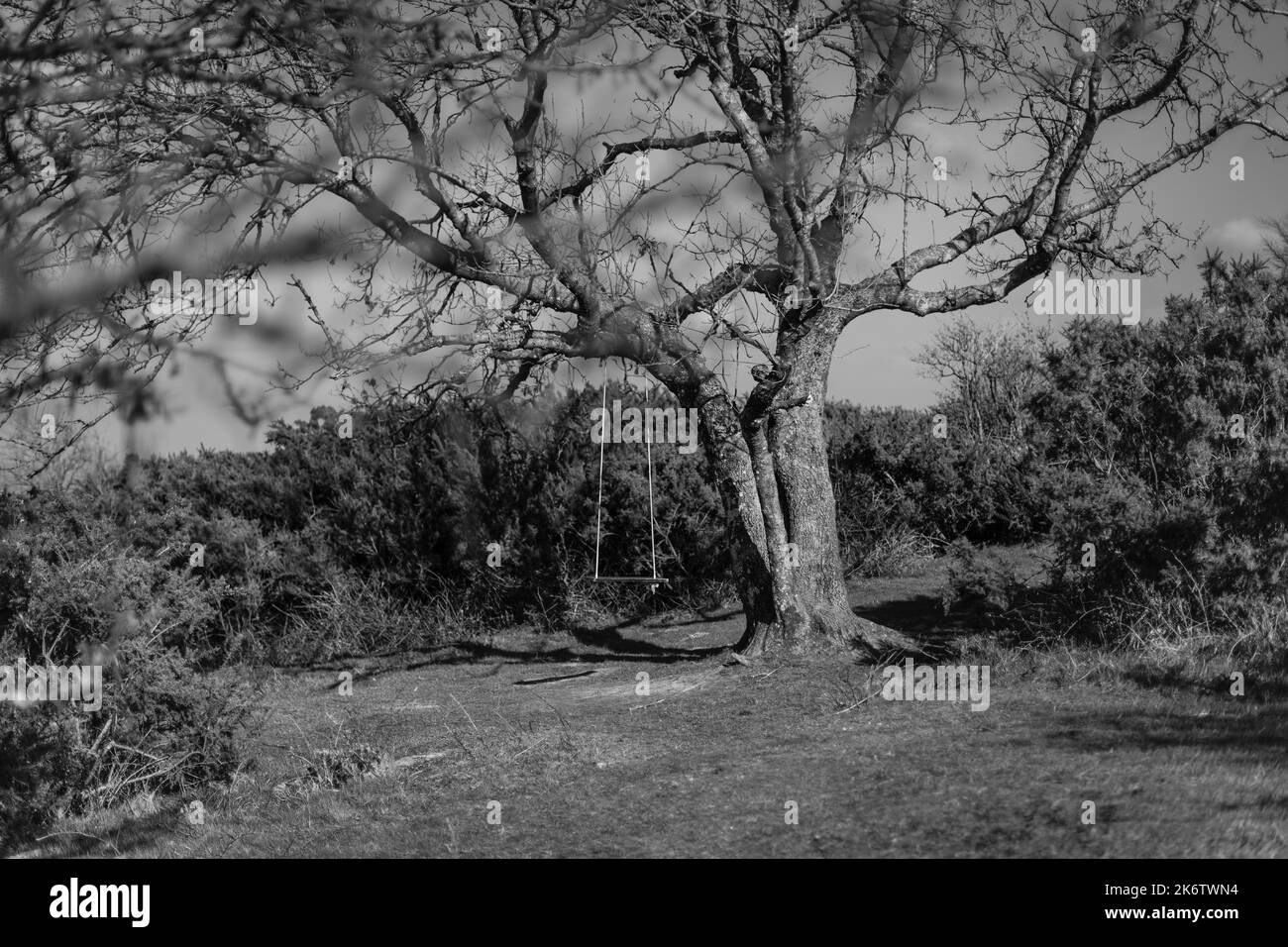 Baumschaukel, ein Schwarz-weiß-Bild eines Spindelbaums mit Seilschaukel. Stockfoto