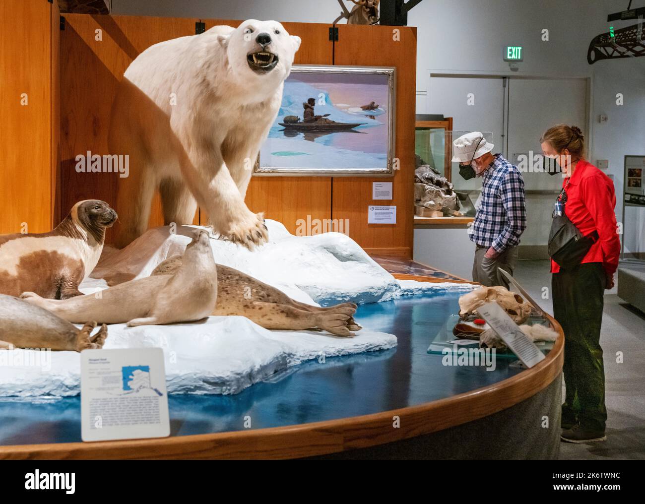 Großer ausgestopfter Eisbär; Universität von Alaska; Museum des Nordens; Fairbanks; Alaska; USA Stockfoto