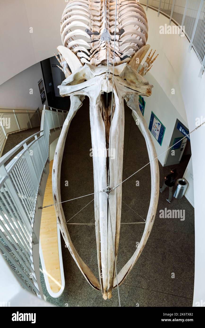 Bogenkopf-Wal; Balaena mysticetus; agviq; Universität von Alaska; Museum des Nordens; Fairbanks; Alaska; USA Stockfoto