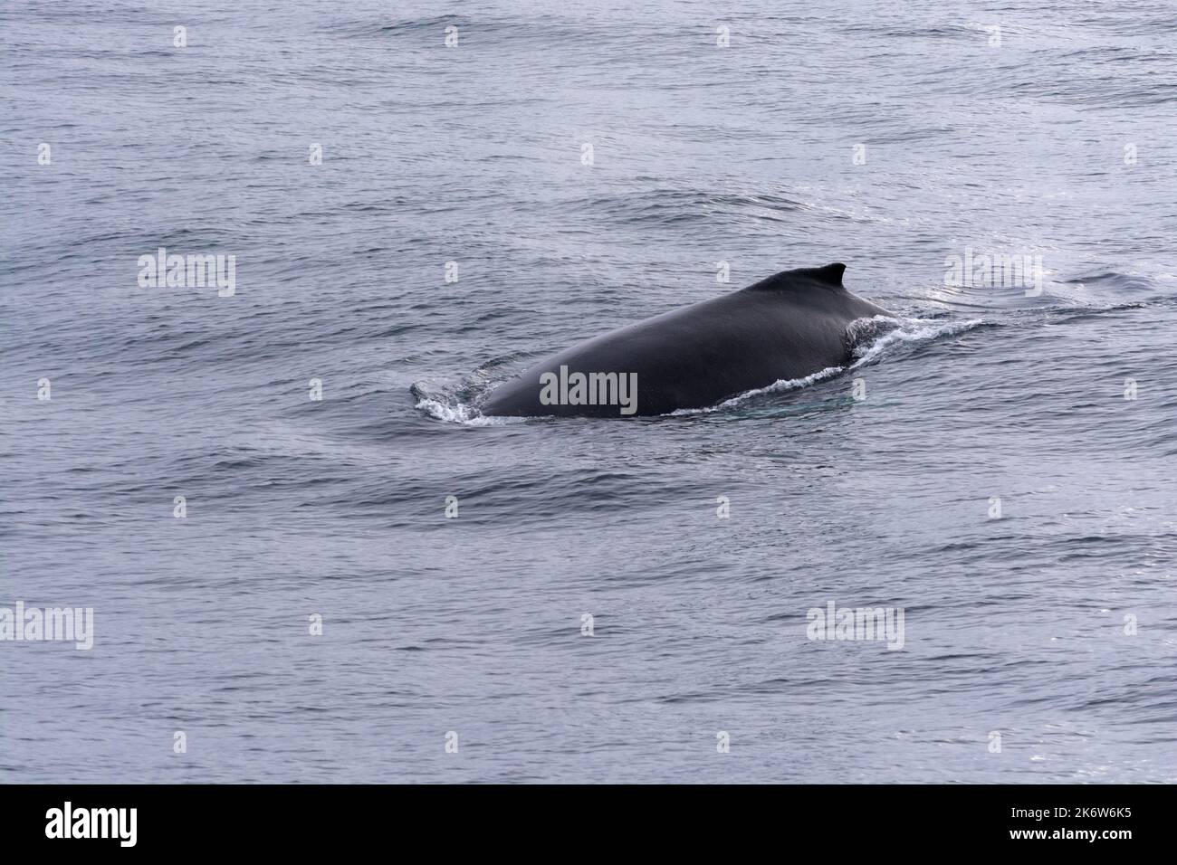 Erste Buckelwale in antarktischen Gewässern. Dallmann Bay. Palmer Archipel. antarktische Halbinsel. Antarktis Stockfoto