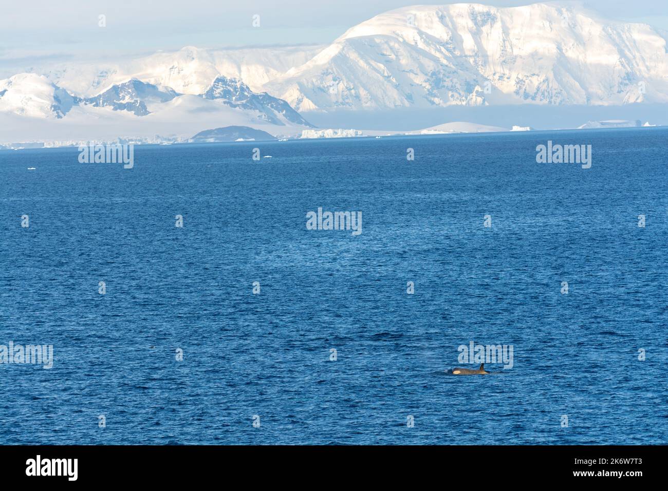 Weibliche Orca (Orinus Orca, Killerwal). dallmann Bucht mit schneebedeckten Bergen der antarktischen Halbinsel im Hintergrund. Antarktis Stockfoto