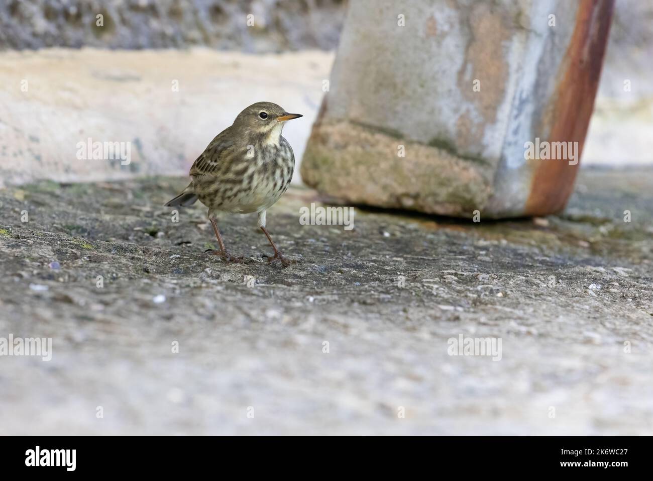 Rock Pipit [ Anthus petrosus ] auf Betonweg Stockfoto