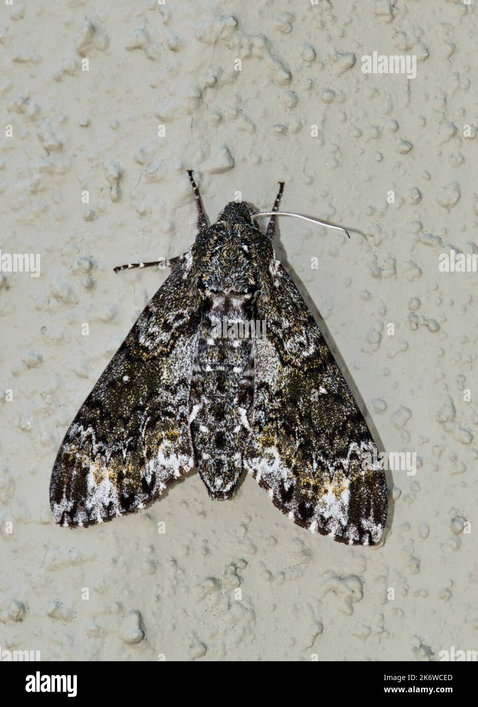 Pawpaw Sphinx Motte (Dolba hyloeus) ruhte an einer Außenwand in Houston, TX. In den USA und Teilen Kanadas gefunden. Stockfoto