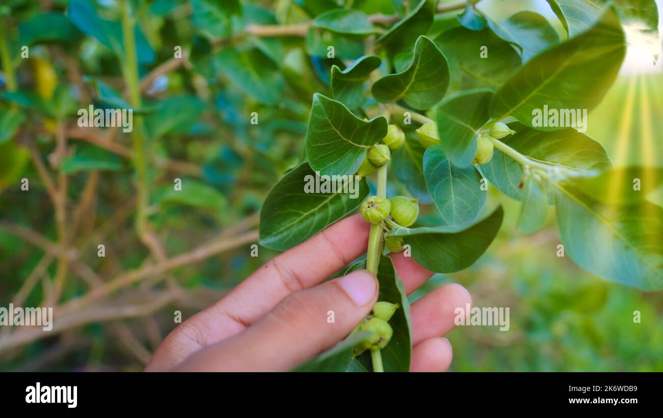 Ashwagandha bekannt als Withania somnifera Pflanze wächst. Indische kraftvolle Kräuter, giftige Stachelbeere oder Winterkirsche. Ashwagandha ist Kräuternutzen für uns Stockfoto