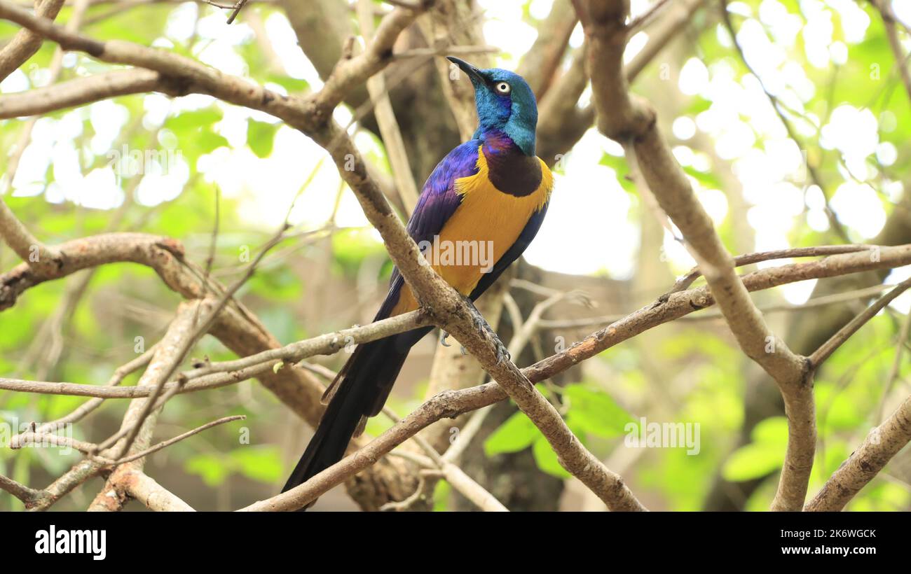 Blauer und gelber Vogel | Vogelfotografie Stockfoto