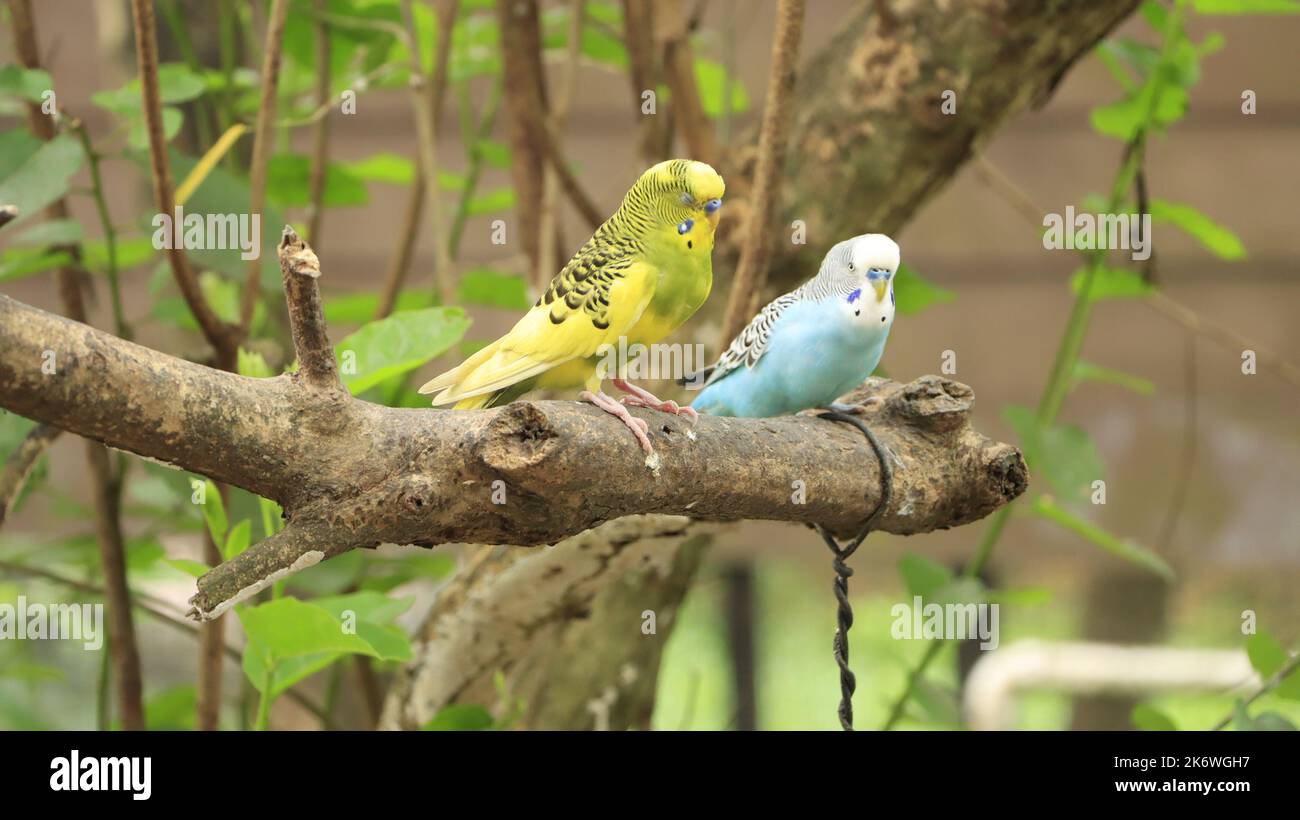 Love Birds| Haustiere| Vögel| Stockfoto