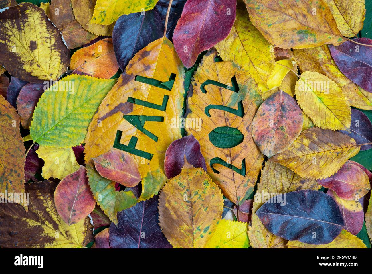 Kreatives buntes 2022-Herbst-Konzept mit Blättern. Stockfoto