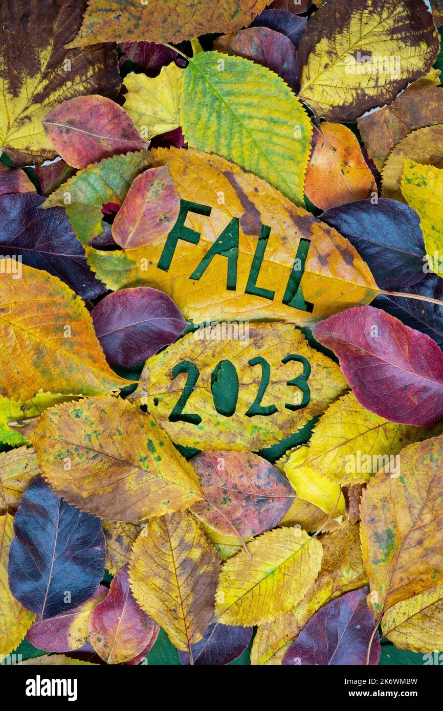 Kreatives buntes 2023-Herbst-Konzept mit Blättern. Stockfoto