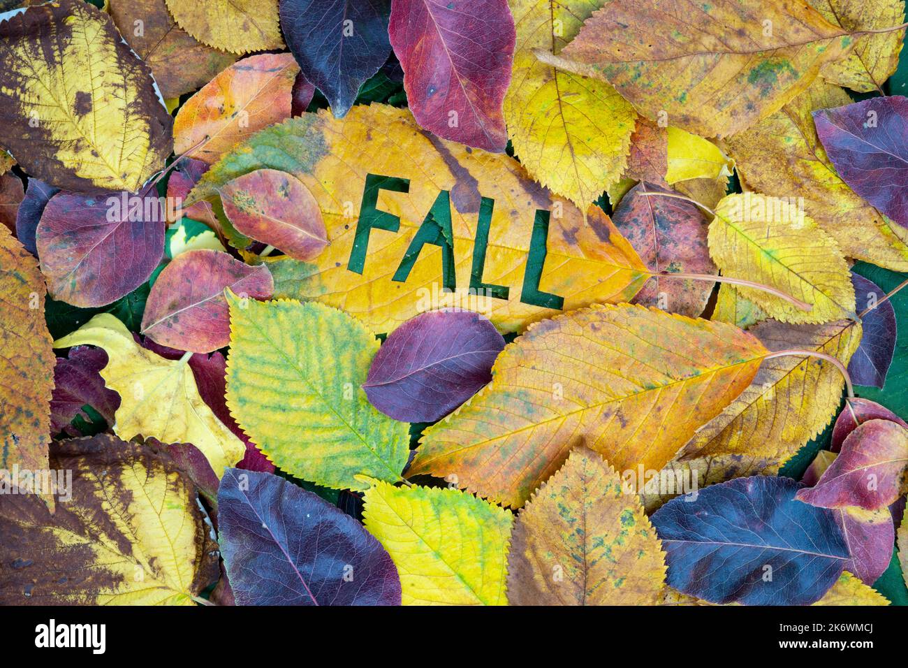 Kreatives buntes Herbstkonzept mit Blättern. Stockfoto