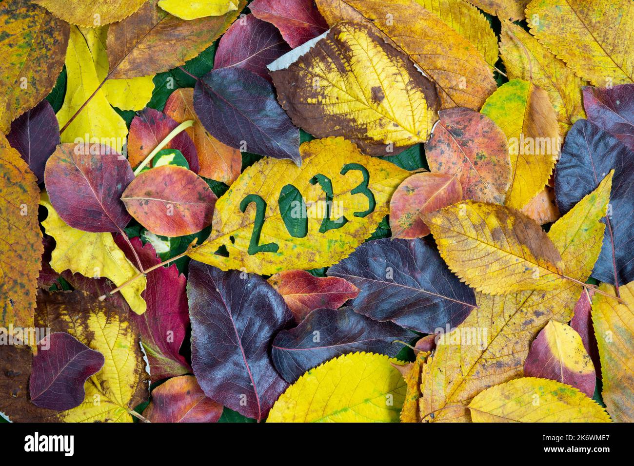 Kreatives buntes 2023-Herbst-Konzept mit Blättern. Stockfoto
