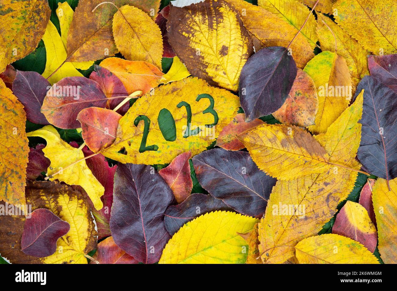 Kreativ buntes Jahr 2023 Herbstkonzept mit Blättern. Stockfoto