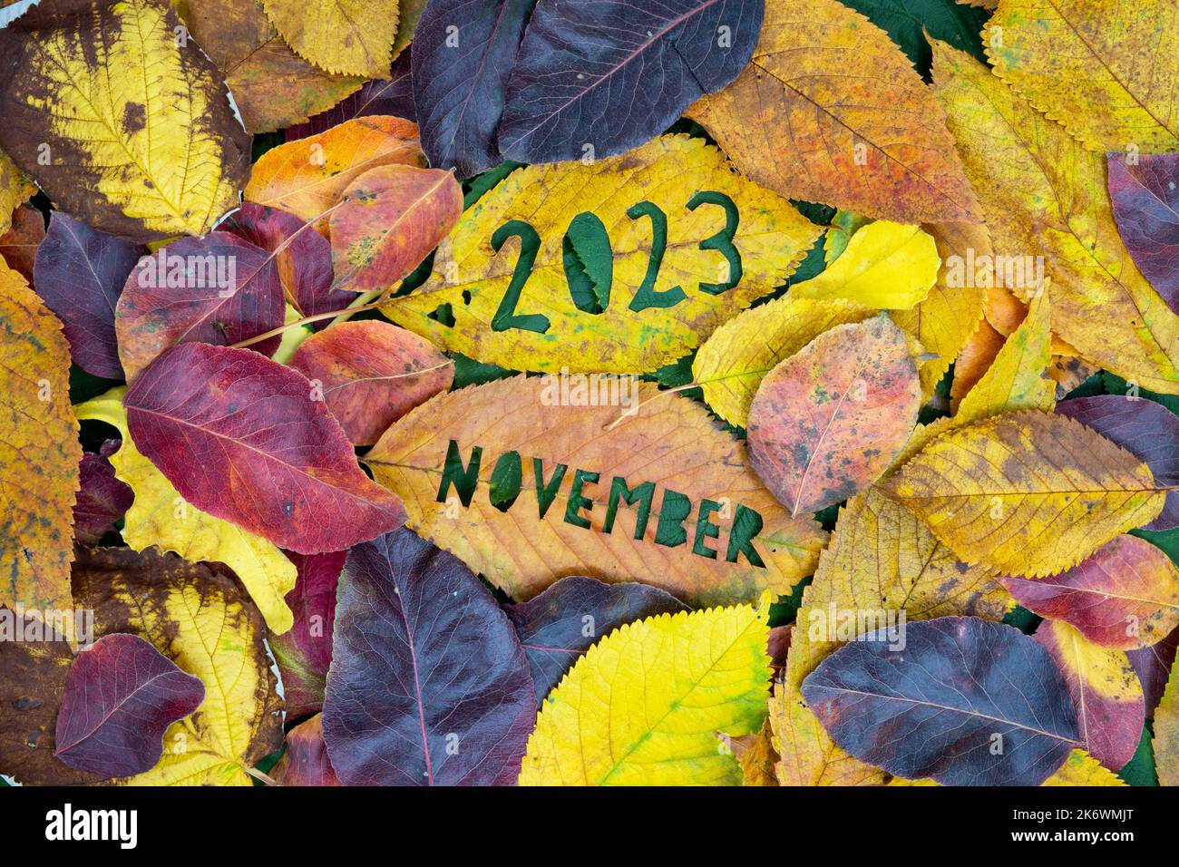 Kreatives buntes Herbstkonzept 2023. November mit Blättern. Stockfoto
