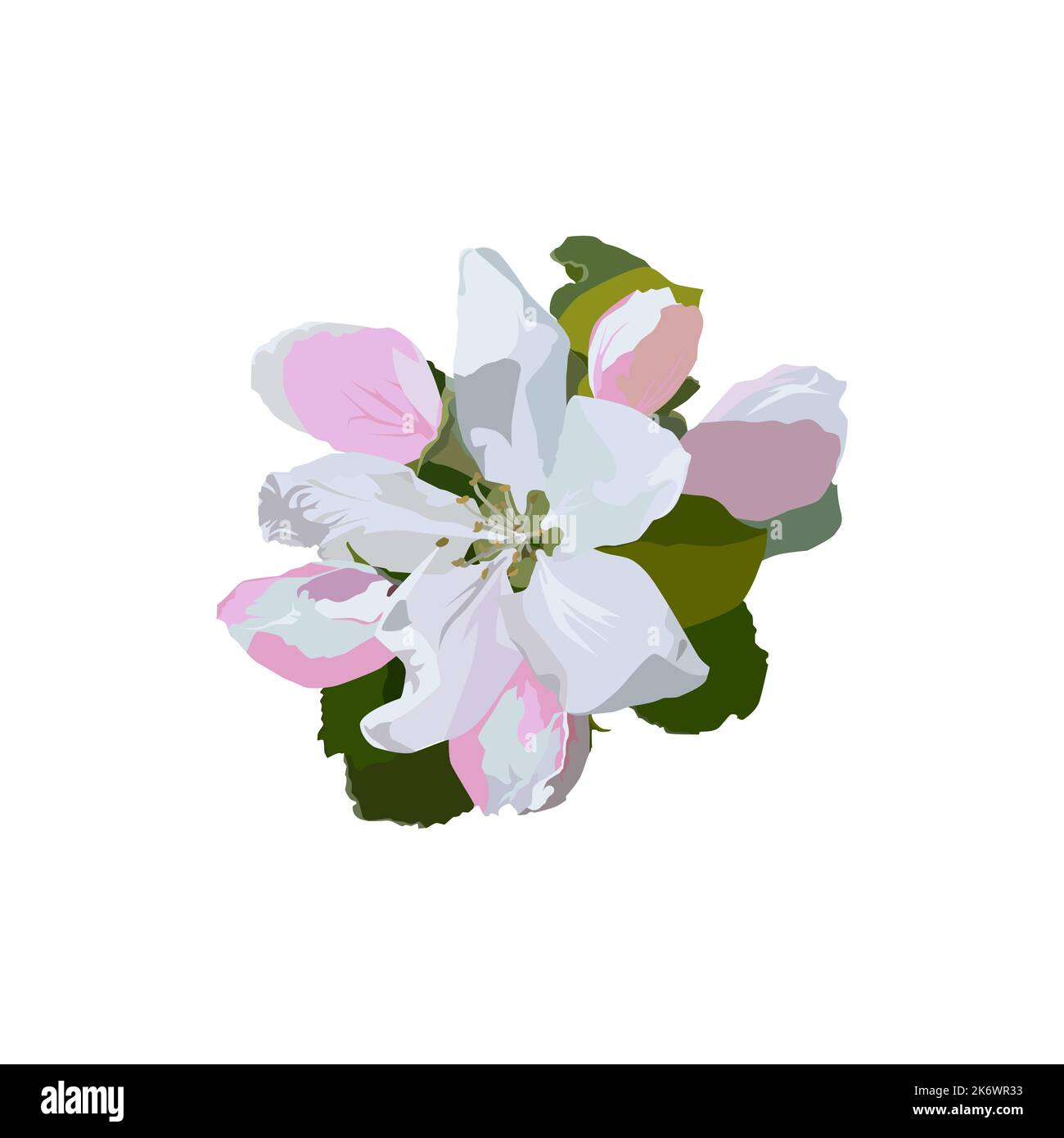 Apfelbaum Blüten, Vektor isoliert Illustration Stock Vektor