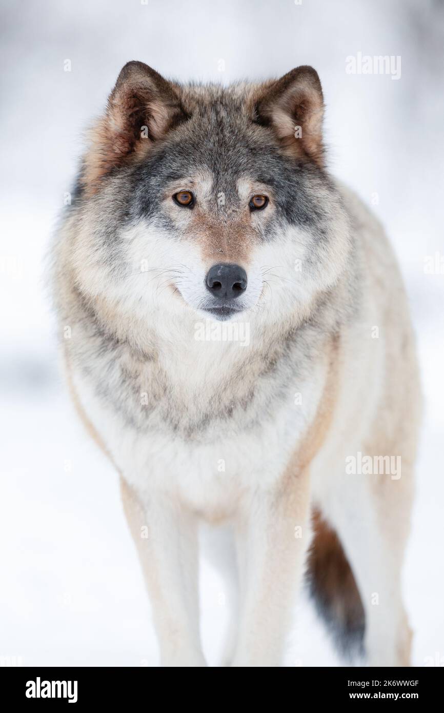 Eurasischer Wolf schaut weg in einer weißen Winterlandschaft Stockfoto