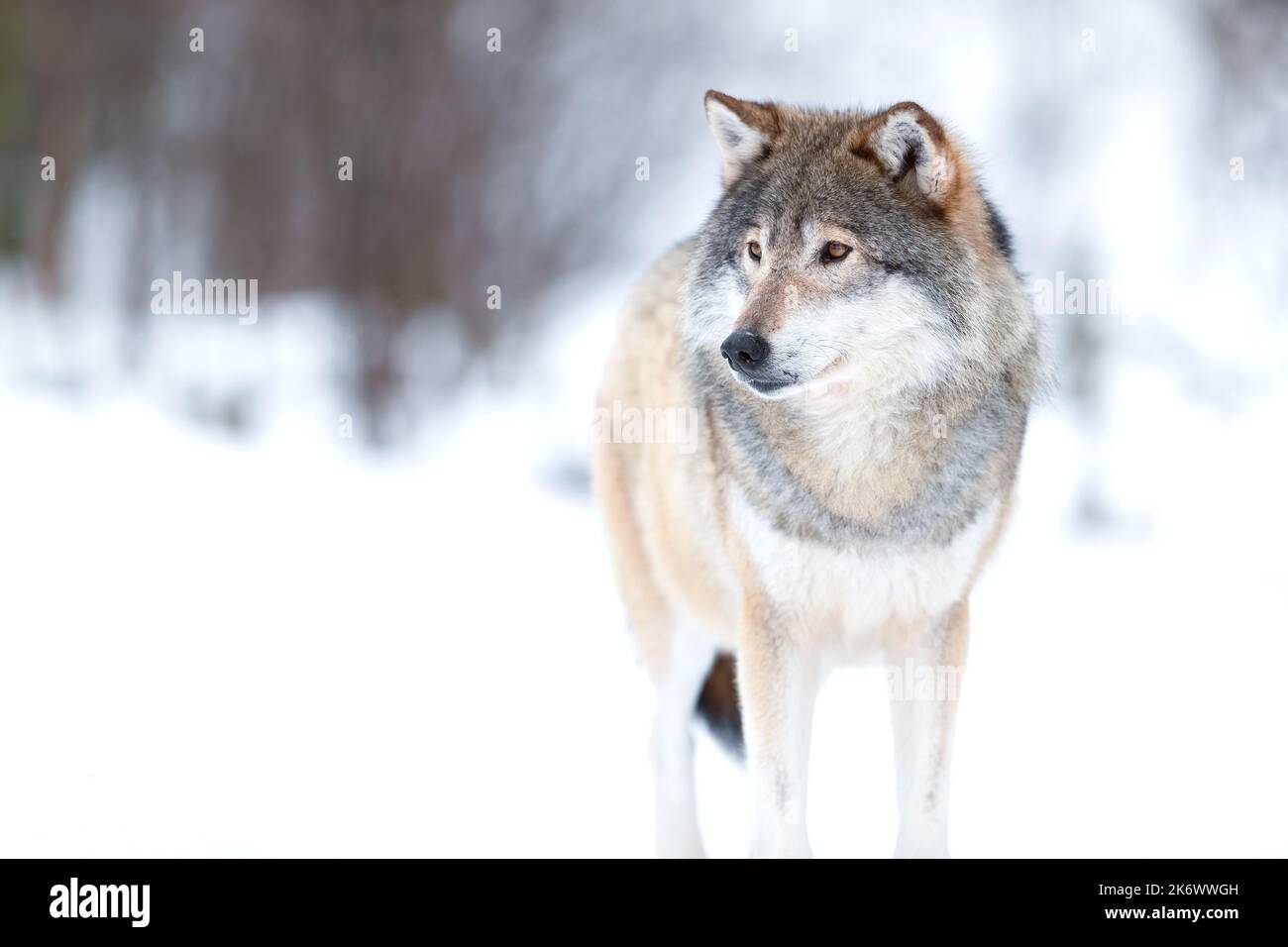 Canis Lupus Wolf steht auf verschneiten Winterlandschaften Stockfoto