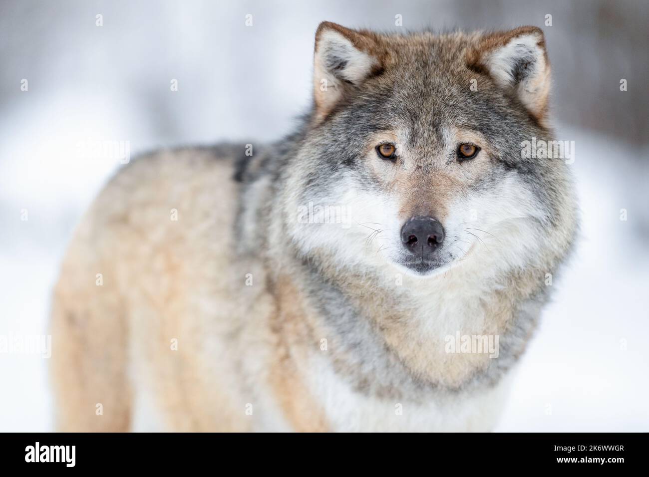 Porträt eines wacher Wolfes, der auf dem Schnee steht Stockfoto