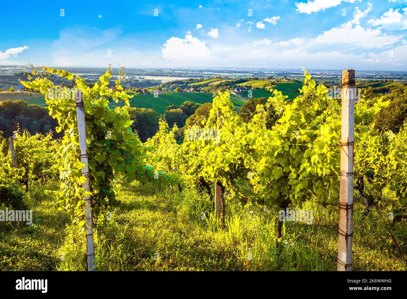 Malerische Landschaft und Weinberge von Medjimurje, Region des nördlichen Kroatien Stockfoto