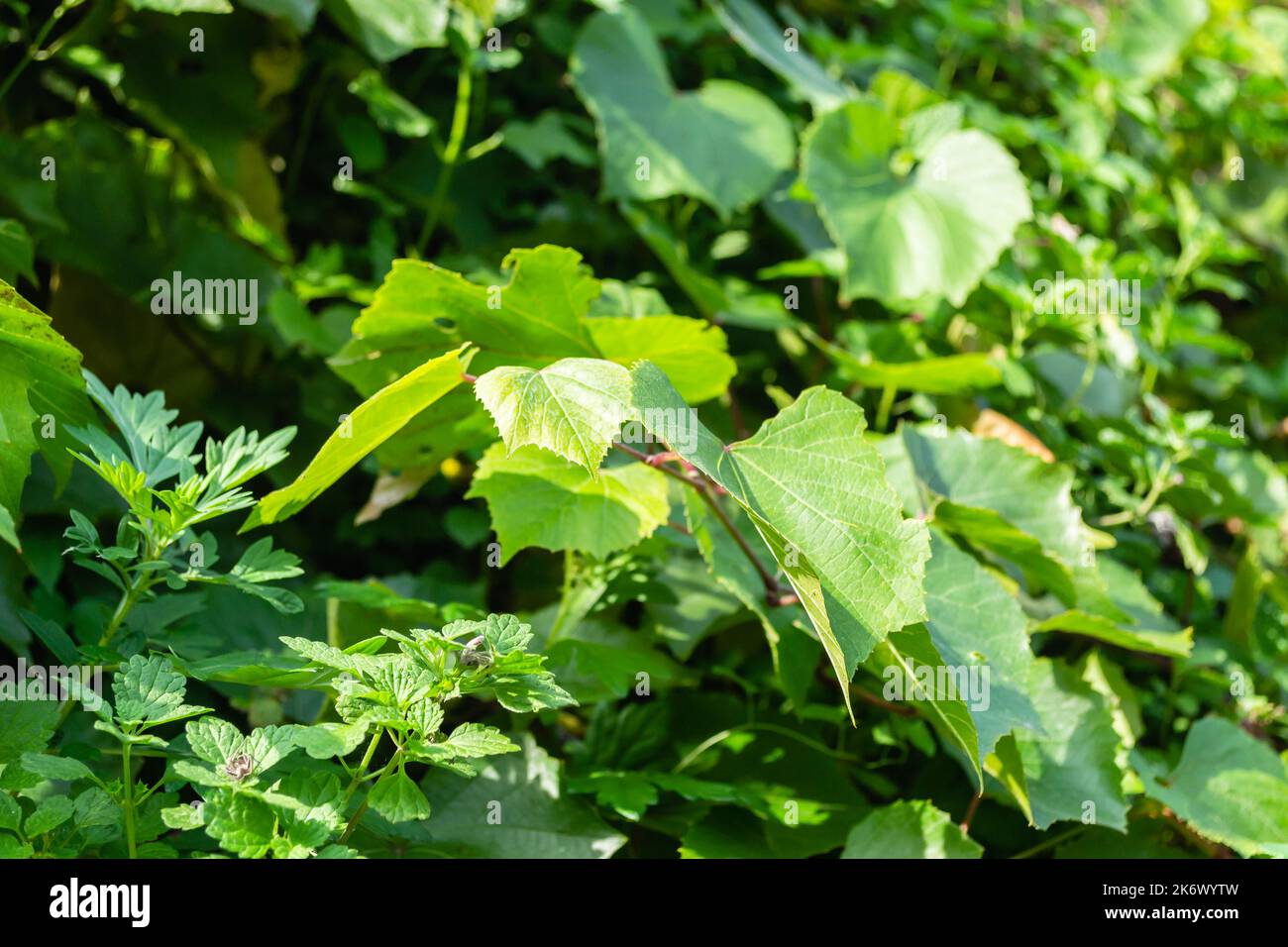 Grüne Blätter von Wildreben. Grüne Blätter einer wilden Rebe, beleuchtet von der Herbstsonne am Nachmittag. Stockfoto