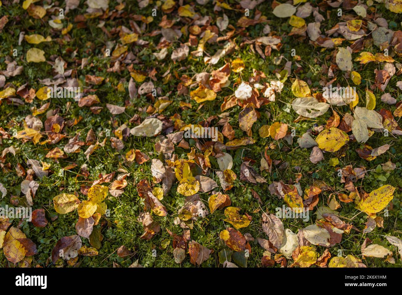 Goldene, orrange und gelbe Blätter im lettischen Garten im Herbst Stockfoto