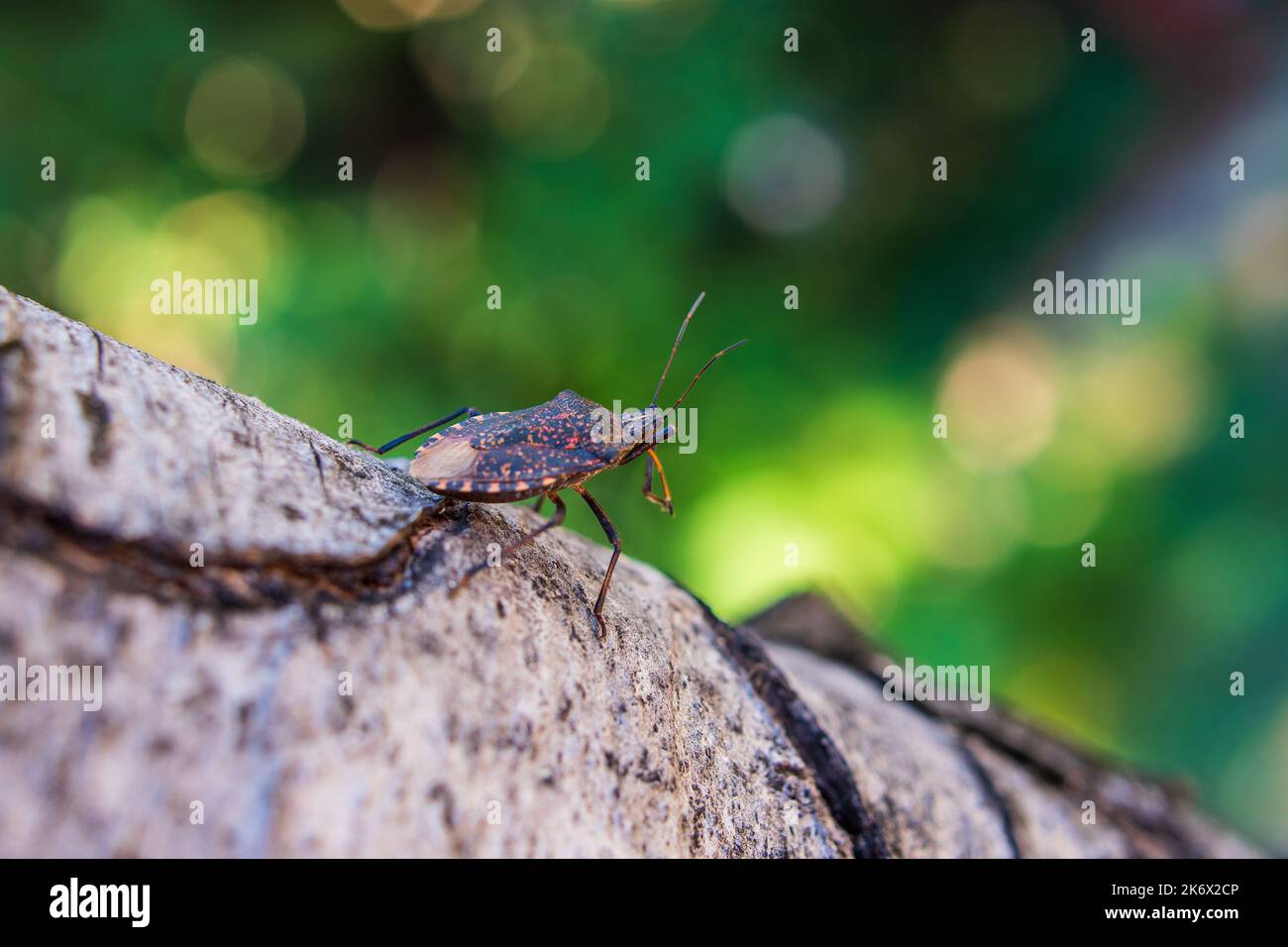 Stinkender Käfer Stockfoto