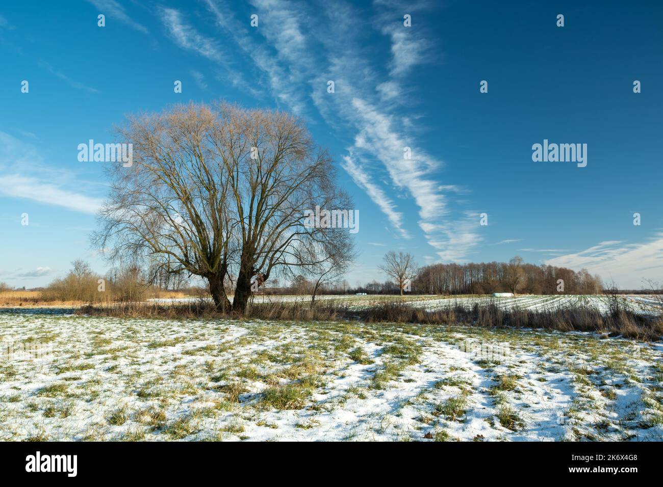 Winterlandschaft mit einem großen Baum und einer schneebedeckten Wiese Stockfoto