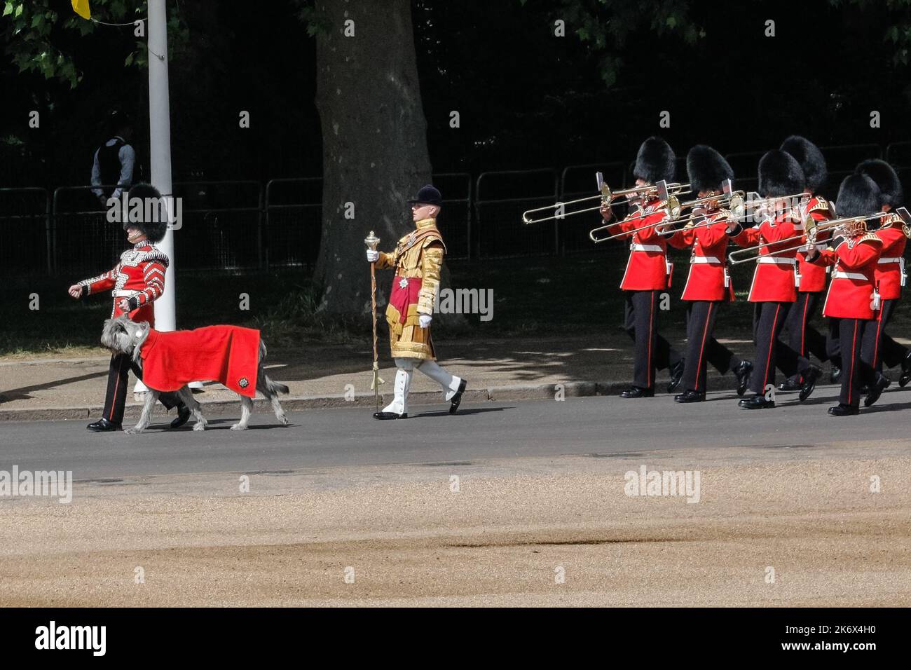 Seamus, der irische Wolfshund mit den Irish Guards bei der Colonel's Review, Trooping the Color, London, England, Großbritannien Stockfoto