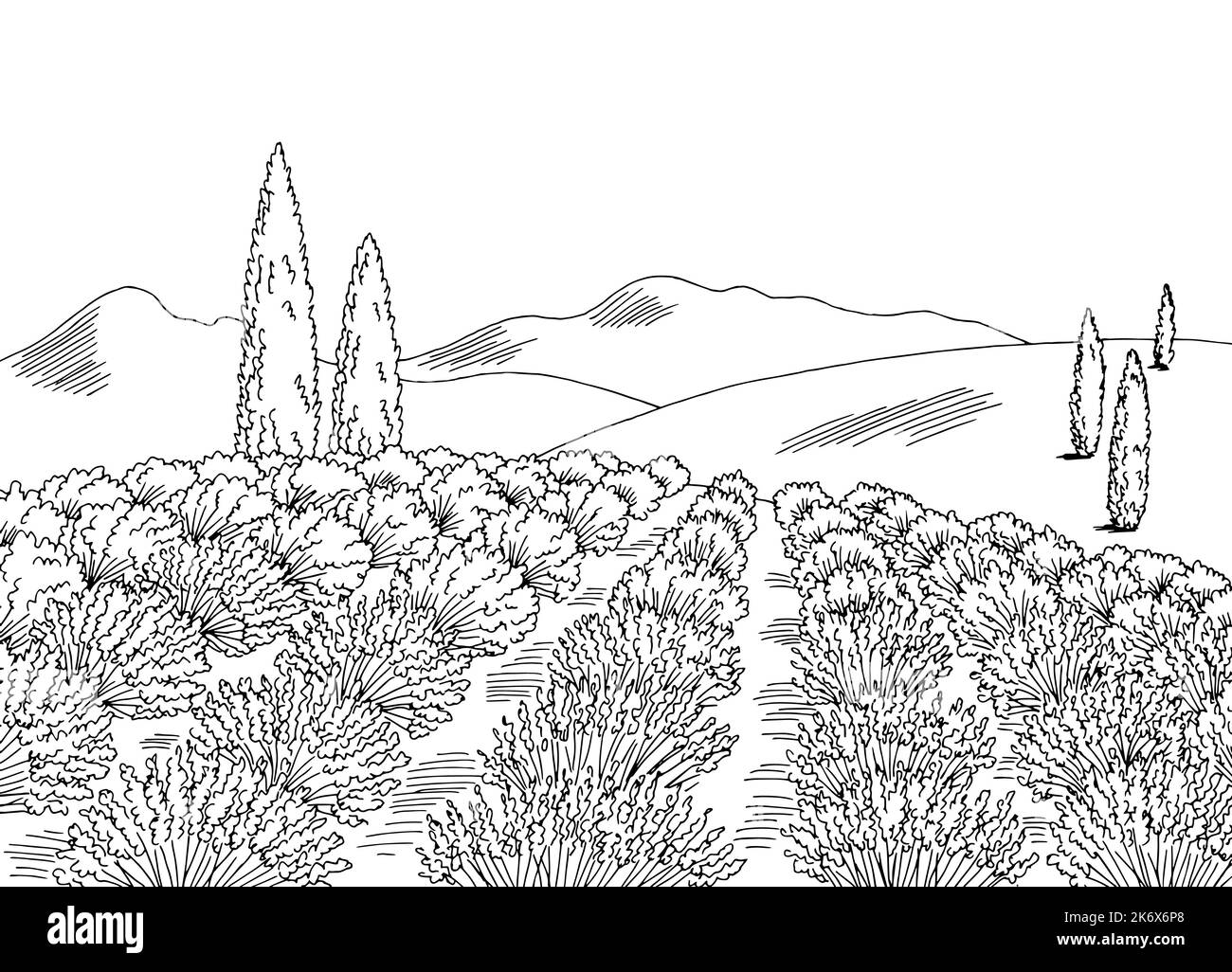Lavendel Feld Blume Grafik schwarz weiß Landschaft Skizze Illustration Vektor Stock Vektor
