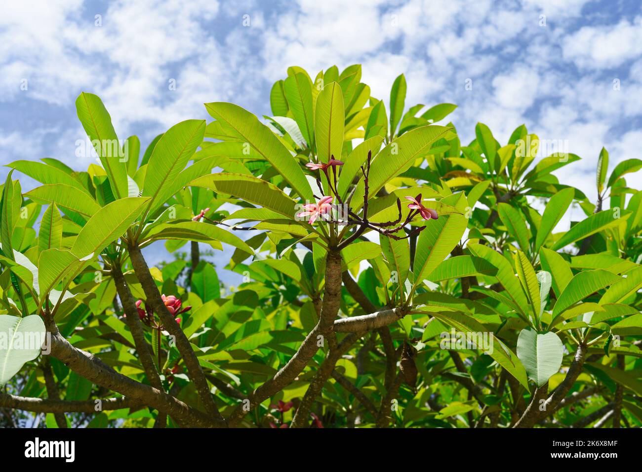 Viele Blüten aus weißem Plumeria rubra vor grünem Blatthintergrund Stockfoto