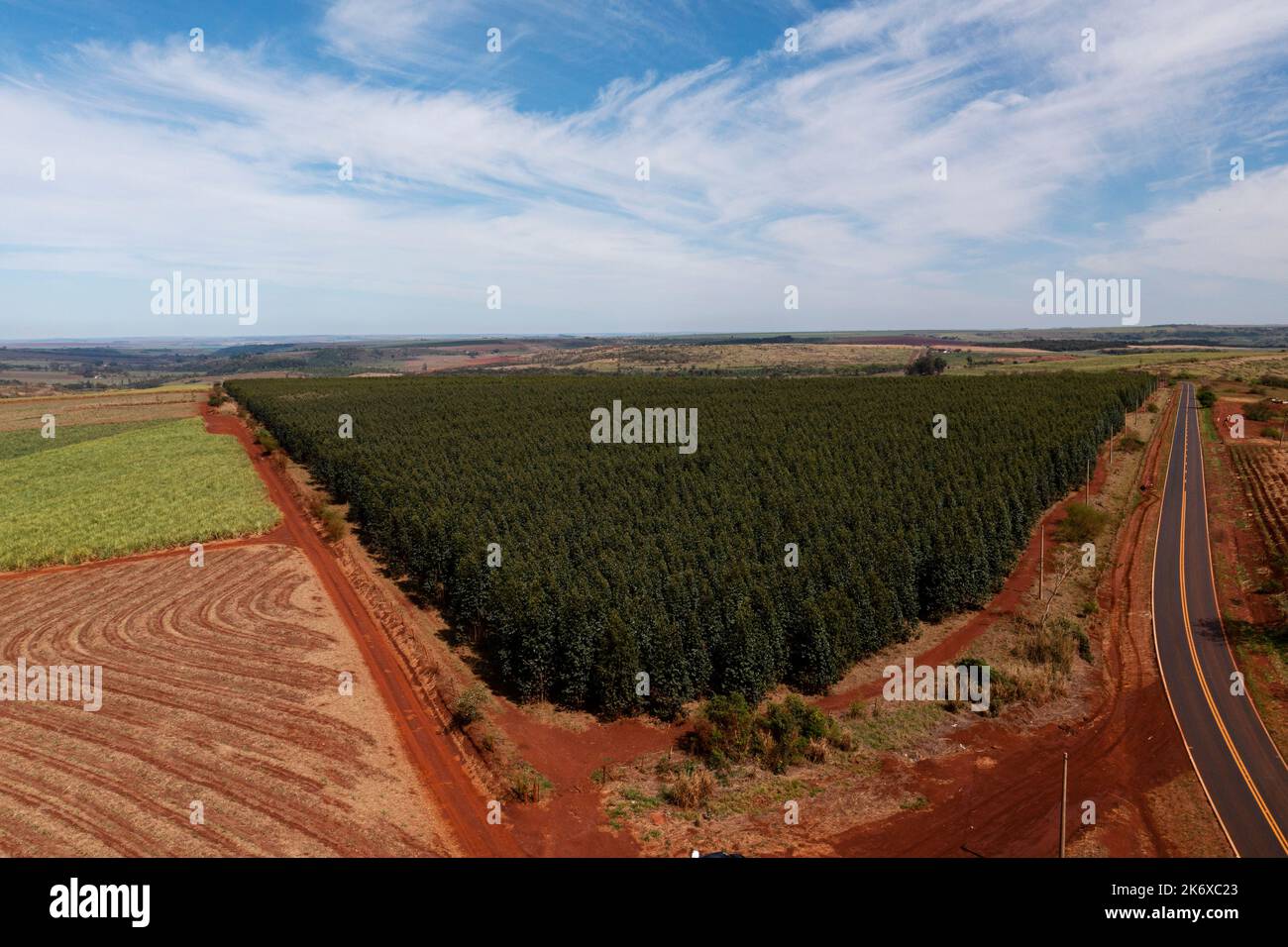 Kleine Eukalyptusplantage, umgeben von Zuckerrohrfeldern und neben der Straße - Blick auf die Drohne Stockfoto