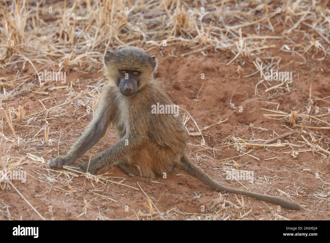 TARANGIRE PARK TANSANIA Stockfoto