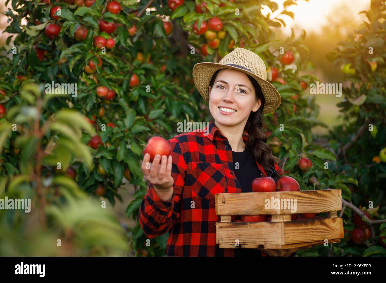 Lächelnde Gärtnerin mit Kiste roter Äpfel im Obstgarten bei Sonnenuntergang Stockfoto