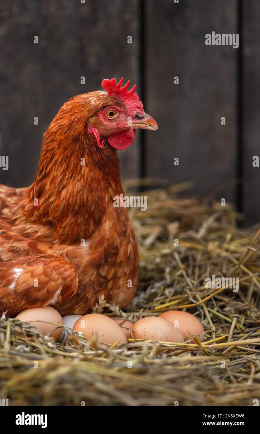 Henne legt Eier in Heu in einem Hühnerstall Stockfoto