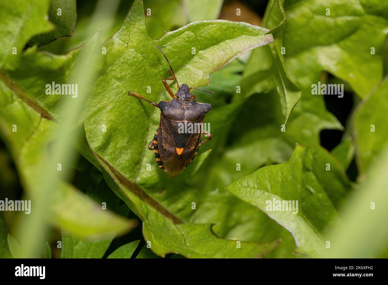 Rotbeinige Schildwanzen (Pentatoma rufipes) oder Waldwanzen auf einem grünen Blatt Stockfoto