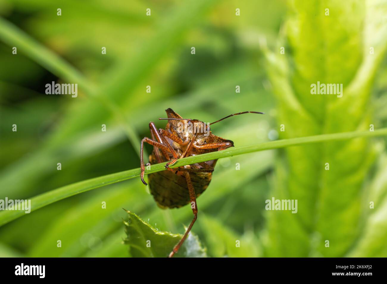 Der rotbeinige Schildbug klettert auf einen Grashalm. Ansicht von unten. Stockfoto