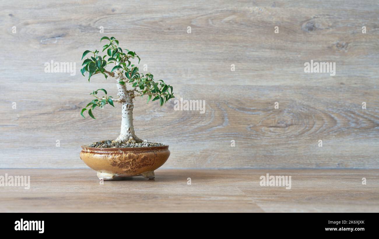 Weinende Feige, Ficus benjamina als Bonsai vor einem Hintergrund aus Holz mit Kopierraum auf der rechten Seite Stockfoto
