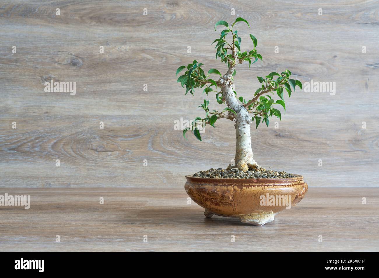 Weinende Feige, Ficus benjamina als Bonsai vor einem Hintergrund aus Holz Stockfoto