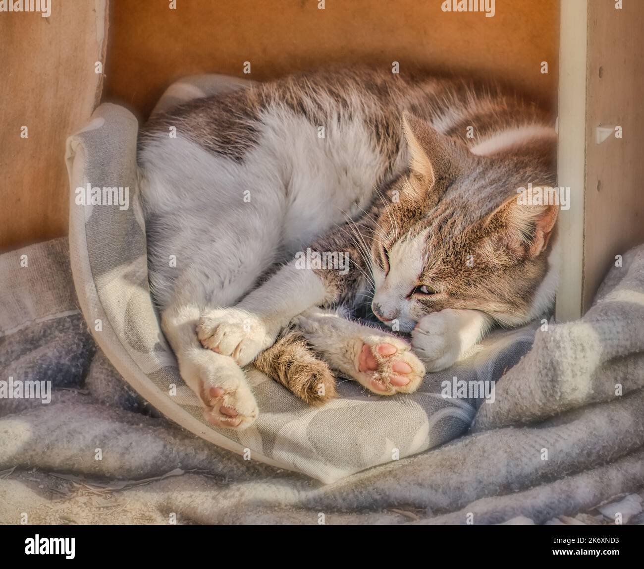 Wildkatzen-Hotel im Hafen von Trapani, Sizilien Stockfoto