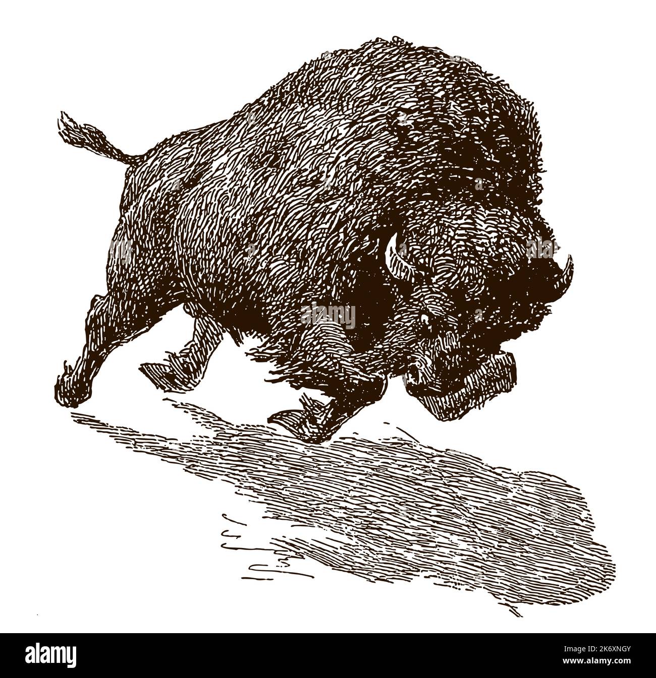 Schnell laufender amerikanischer Bison-Bulle isoliert auf weißem Hintergrund, nach antiker Gravur Stock Vektor