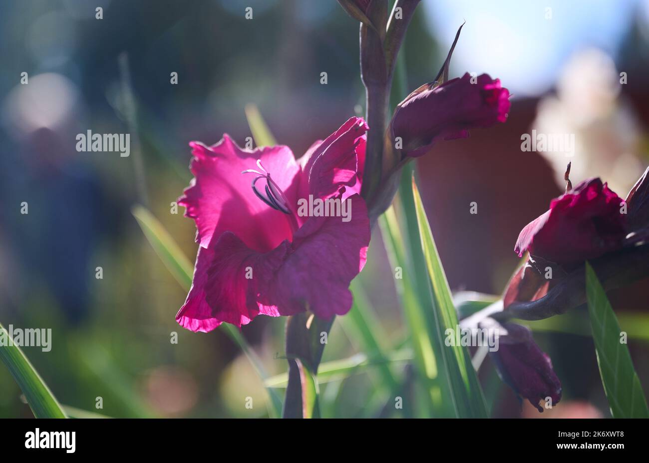 16. Oktober 2022, Brandenburg, Paar/Glien: Die Sonne lässt auf der Landesgartenschau in Beelitz einen rosa Gladiator erstrahlen. Foto: Annette Riedl/dpa/ZB Stockfoto