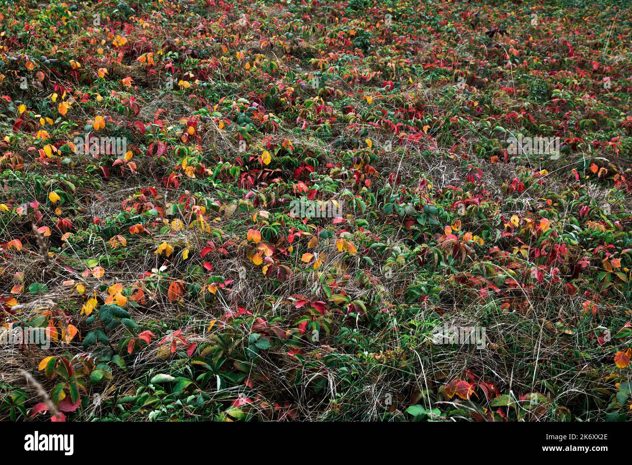 Farbenfrohe Bodenabdeckung im Herbst. Stockfoto