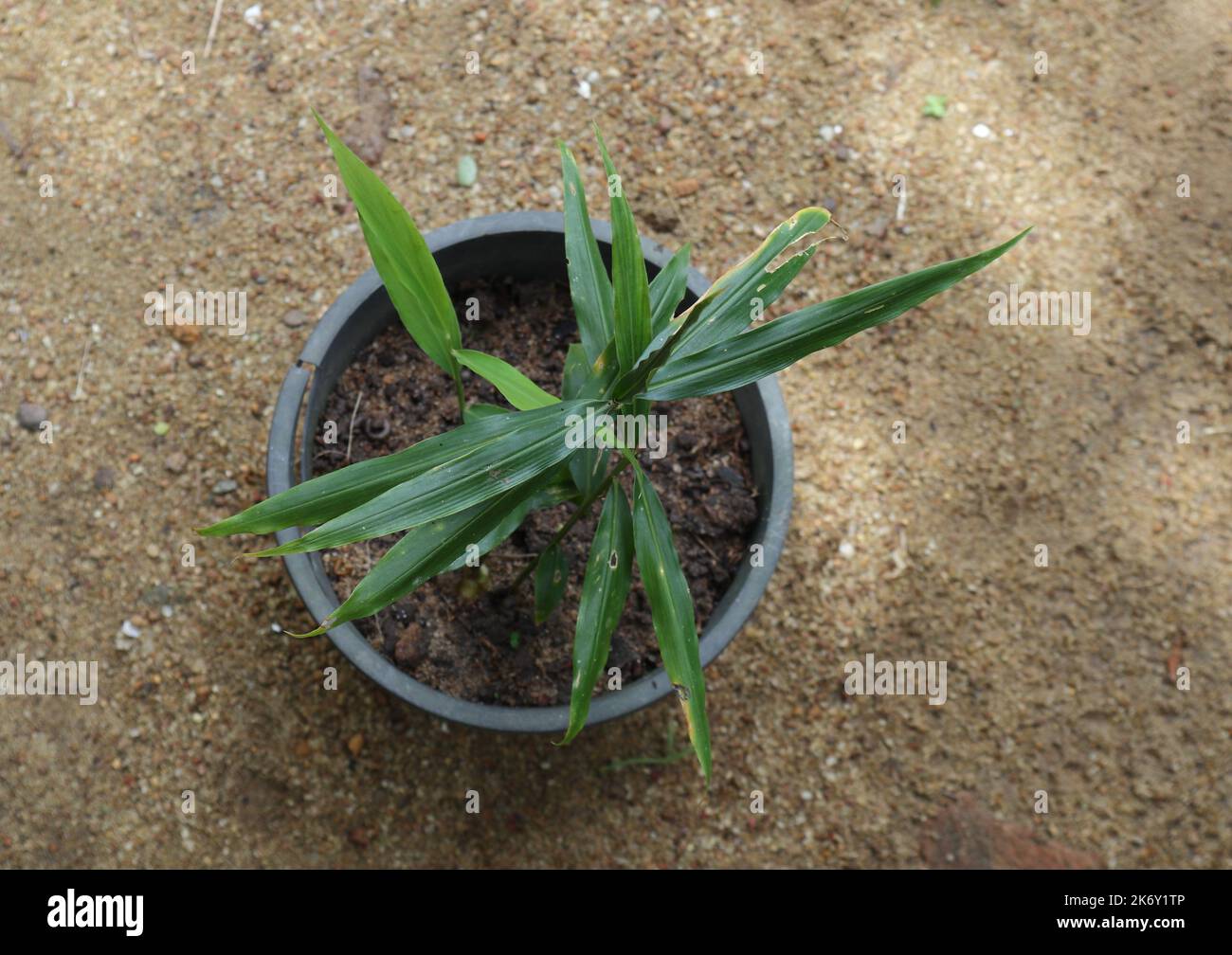 Hochwinkelansicht einer Ingwerpflanze (Zingiber Officinale), die im Garten in einem schwarzen Kunststoffbehälter wächst Stockfoto