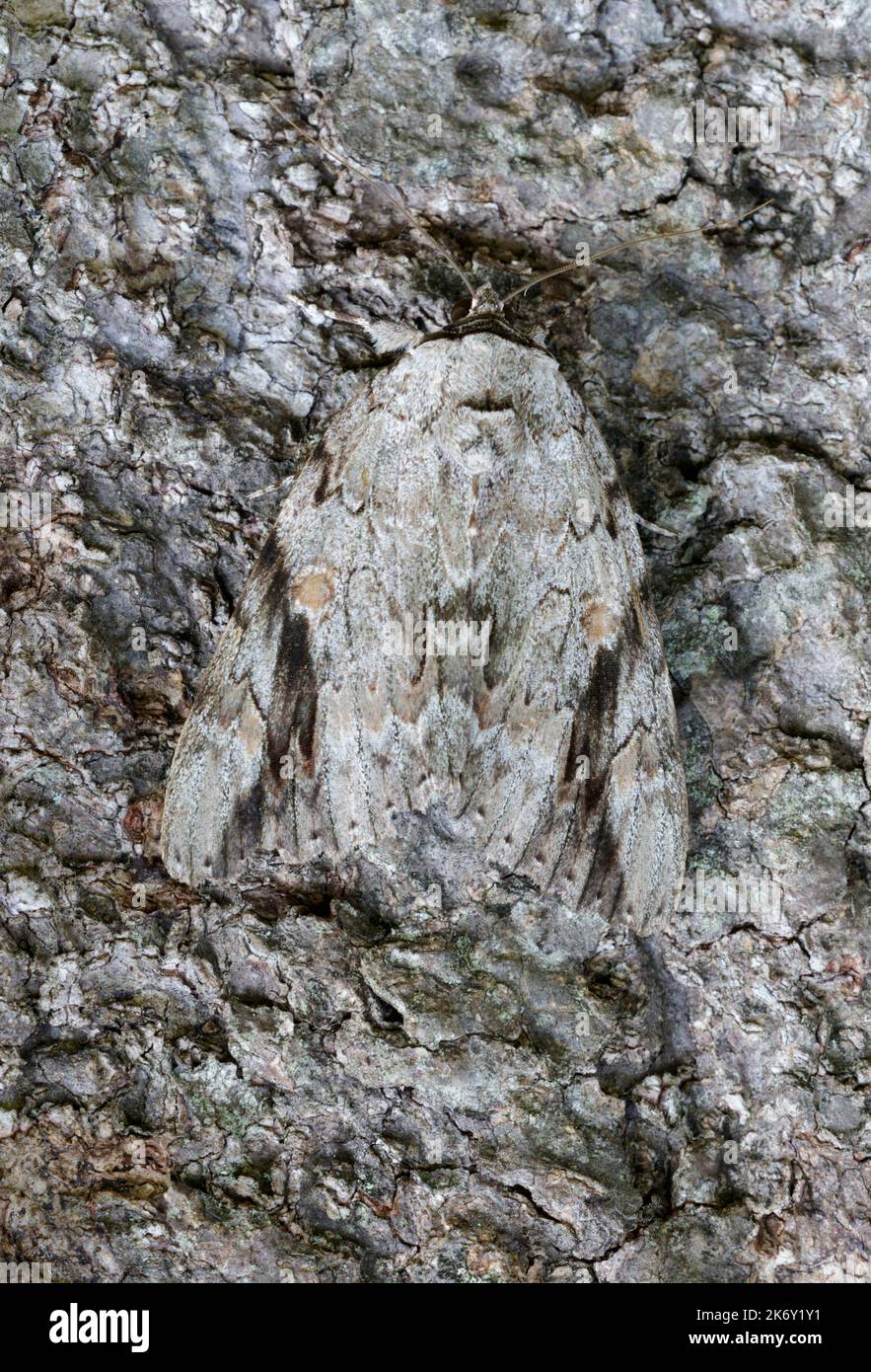 Traurige Unterflügelmotte (Catocala maestosa) versteckt sich auf der Rinde eines Magnolienbaums, Galveston, Texas, USA. Stockfoto
