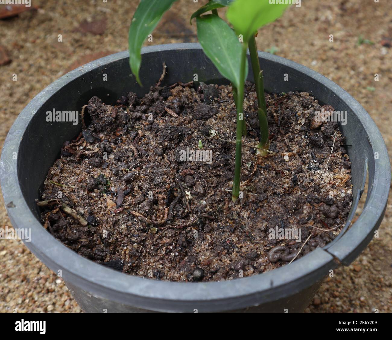 Nahaufnahme eines dunklen Bodens mit höherer Fruchtbarkeit auf einem schwarzen Plastikbehälter mit einer Ingwerpflanze (Zingiber Officinale).auf diesem Bild sind zwei Ingwerstämme zu sehen Stockfoto